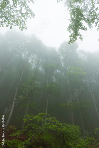 misty morning in the forest