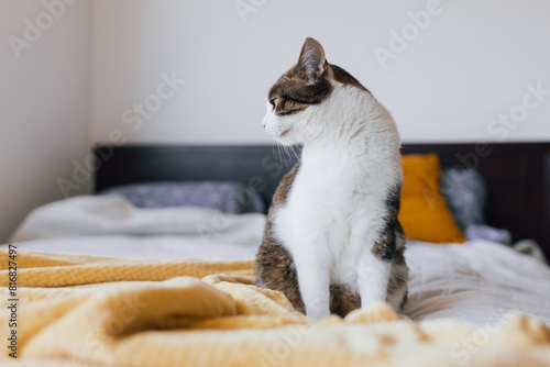 White with gray cat lies in bed at home, house comfort concept, indoor. Cope space. Adopt pets banner, full body. High quality photo