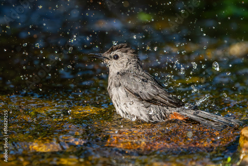 Gray catbird taking a bath © Gordon