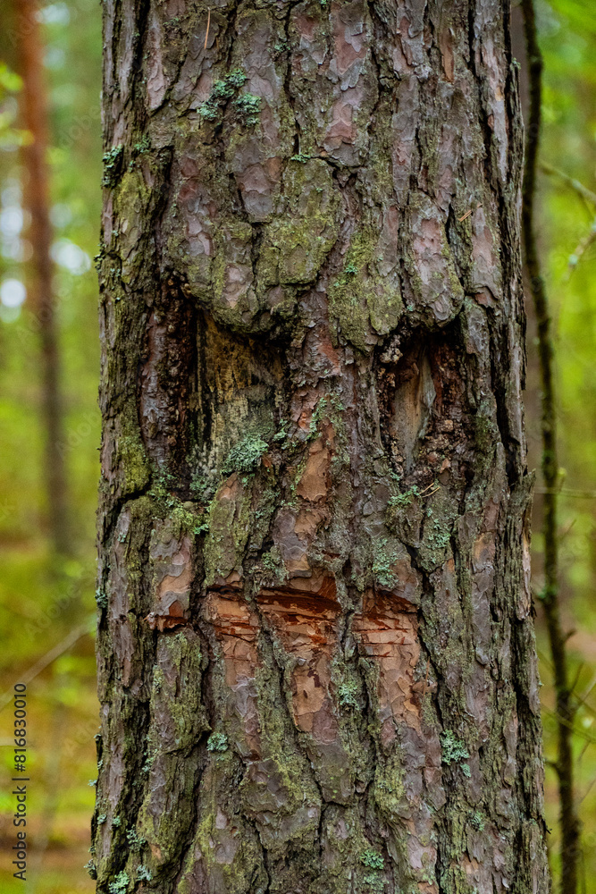 Obraz premium A tranquil forest scene featuring tall pine trees with lush green underbrush. The main focus is a unique tree trunk that naturally resembles a human face, adding a touch of mystery and wonder to the