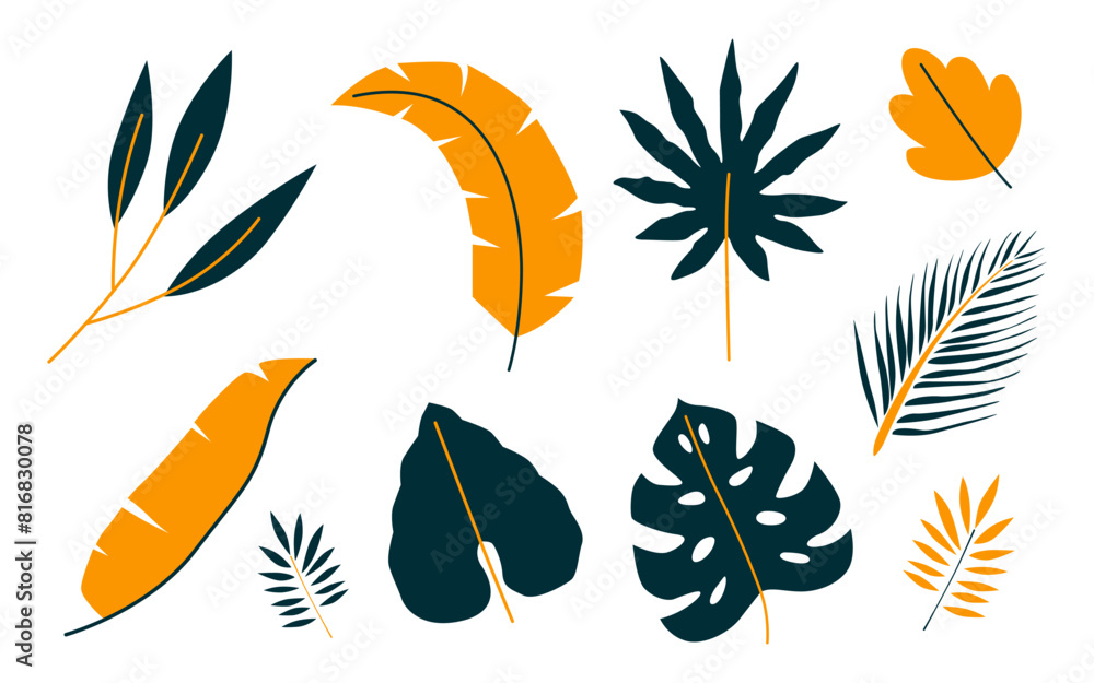 Monstera and palm leaves collection isolated on white background. Exotic and botanical plant element Monstera and palm leaves collection isolated on white background. Exotic and botanical plant element