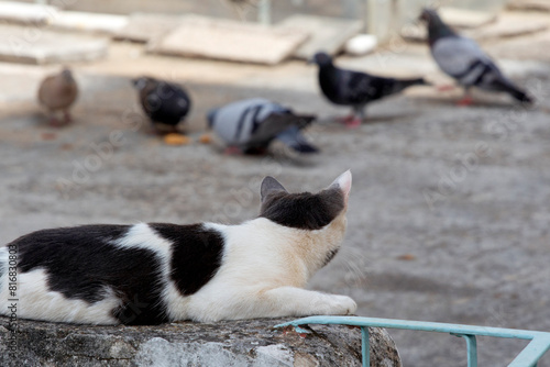black and white cat standing on a cement fence ,staring at birds, ready to attack . sunny day. selective focus