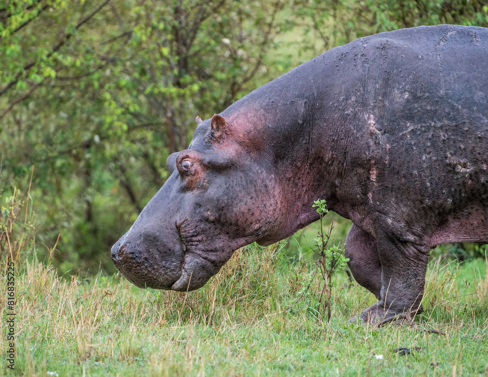 Here is one example of many animals I photographed in Kenya. This photo was specifically taken in the Masai Mara. Here is one example of many animals I photographed in Kenya. This photo was specifically taken in the Masai Mara.