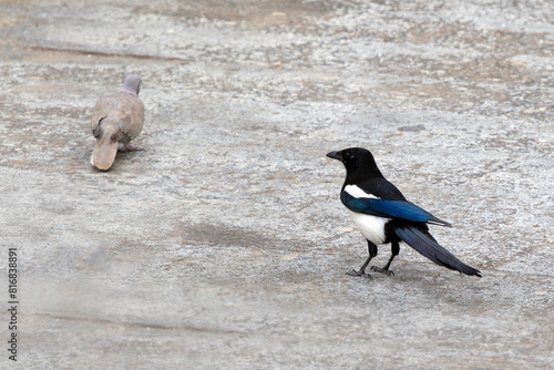 The Eurasian magpie or common magpie (Pica pica) and brown dove (Streptopelia decaocto)  looking for food on the ground. selective focus