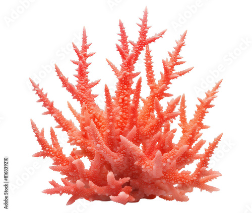 Fototapeta Naklejka Na Ścianę i Meble -  red coral isolated on transparent background