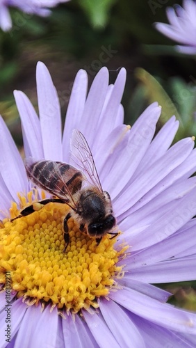 bee on a flower
