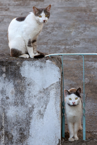 two cats standing on cement fence, curiously looking at something. selective focus