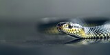 A close up of a snake with a black background