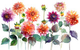 Pink Dahlias with Green Leaves in a Watercolor Illustration