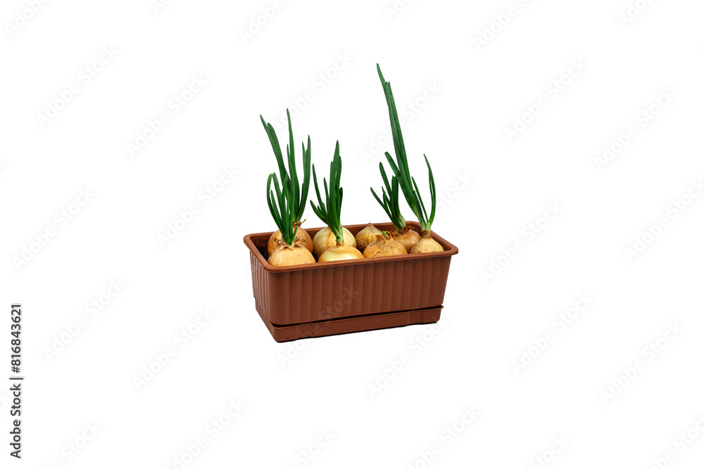 Green onions growing in a pot. Grows in the ground. On a white background, blue background. Poached onions in the ground. Food. Agricultural life. Organic food in the garden. Place for text. Green onions growing in a pot. Grows in the ground. On a white background, blue background. Poached onions in the ground. Food. Agricultural life. Organic food in the garden. Place for text.