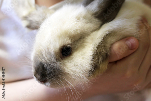 Decorative mini rabbit, pet, dwarf rex breed