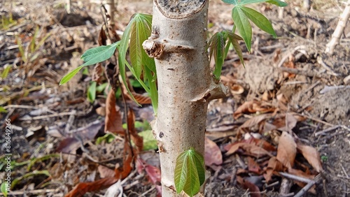 Wallpaper Mural Young shoots appear in the eyes of cassava Torontodigital.ca