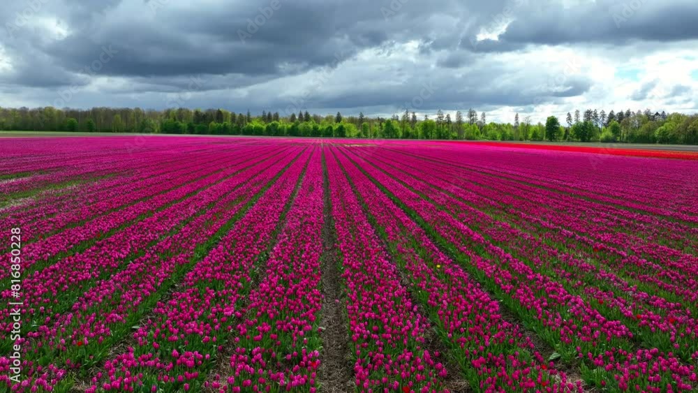 Tulip field aerial drone flying over beautiful colored tulip agriculture field in Flevoland Netherlands. Tulip fields color various areas in Holland during springtime. Tulip field aerial drone flying over beautiful colored tulip agriculture field in Flevoland Netherlands. Tulip fields color various areas in Holland during springtime.