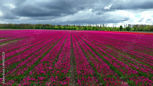 Wallpaper Mural Tulip field aerial drone flying over beautiful colored tulip agriculture field in Flevoland Netherlands. Tulip fields color various areas in Holland during springtime. Torontodigital.ca