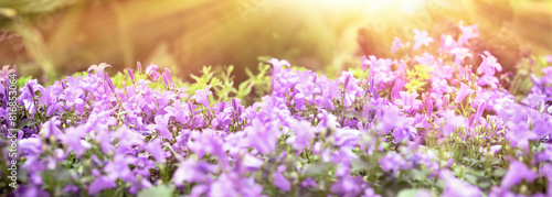 Selective and soft focus on purple flower, purple flowers lit by sunlight, beautiful nature in spring