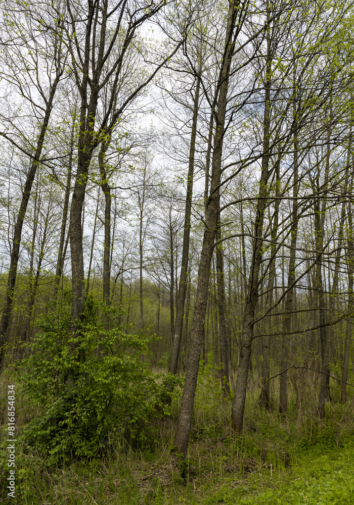Naklejka premium mixed forest in a swampy area in cloudy weather