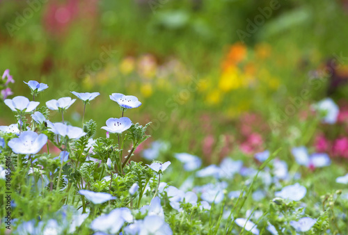 青いネモフィラとカラフルな花畑 photo