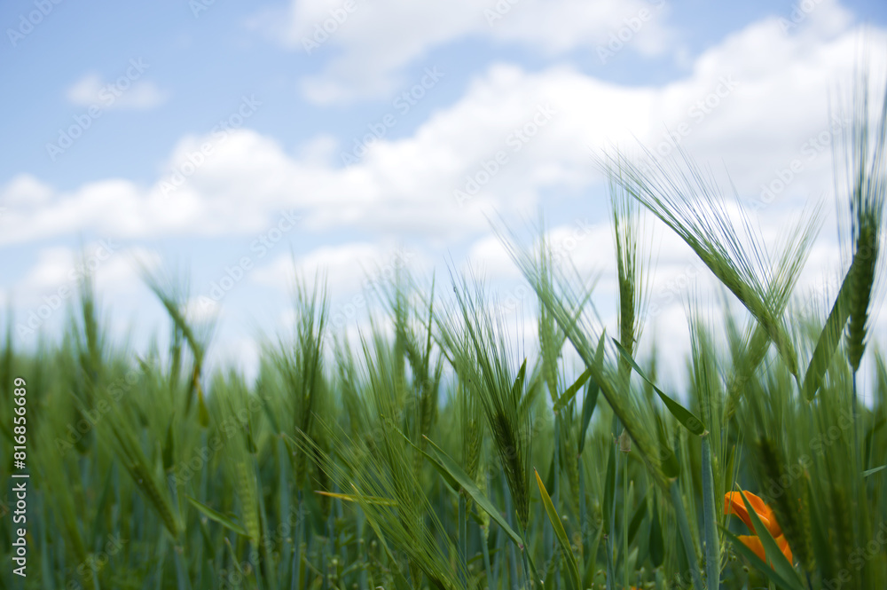 Obraz premium 青い小麦畑と空