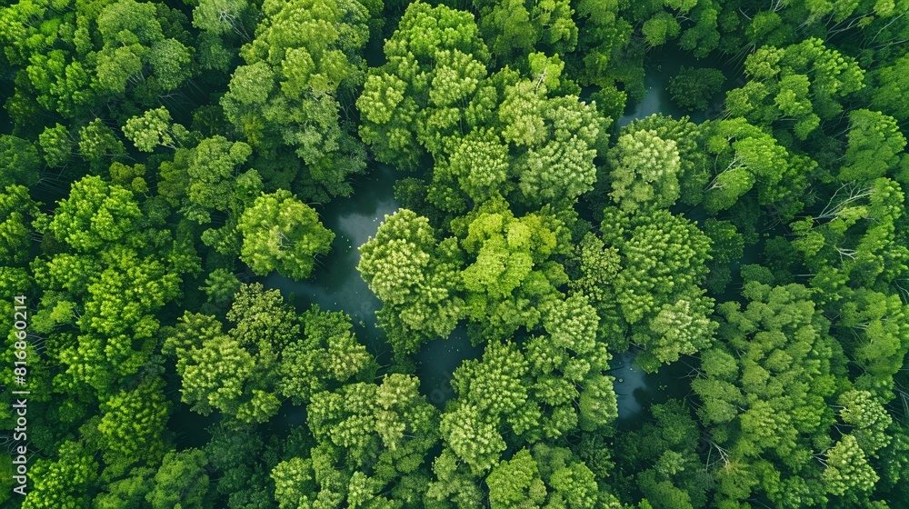 Fototapeta premium Aerial view of green tropical forest. Top view of dense forest.