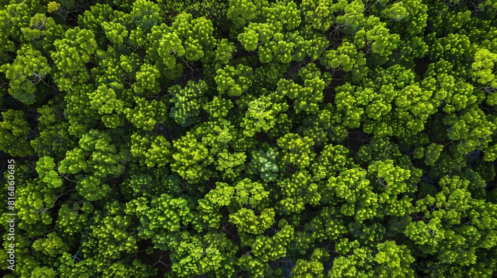 Aerial view of green tropical forest. Top view of dense forest.