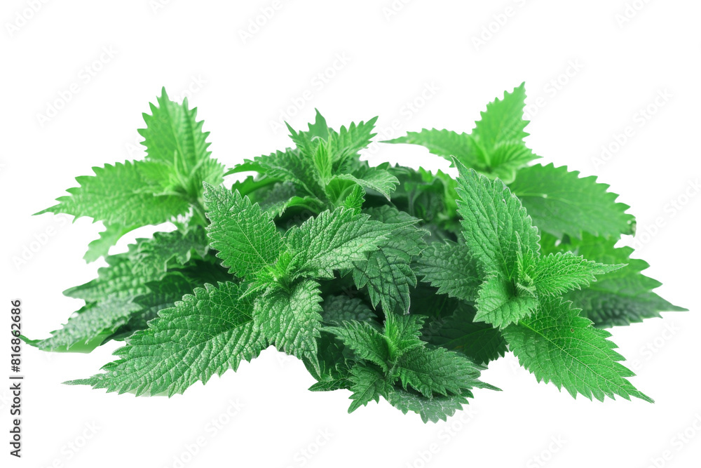 Fresh nettles leafes on white Fresh nettles leafes on white