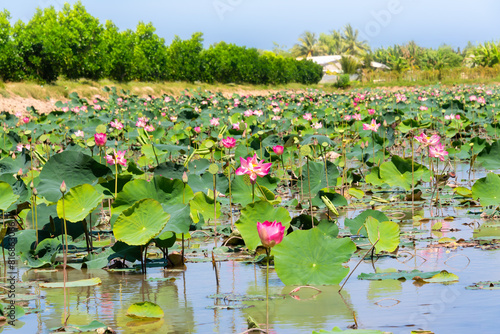 Lotus flower field on water in Asia