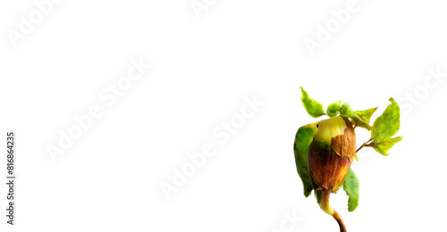 Obraz na płótnie The banner of a young sprout is isolated on a white background with space for text
