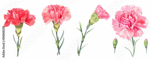 Vibrant Carnations  Colorful Floral Arrangements in Varied Poses and Styles