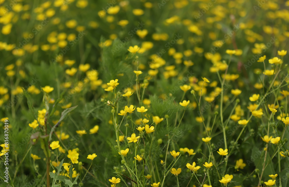 Yellow buttercups in the field