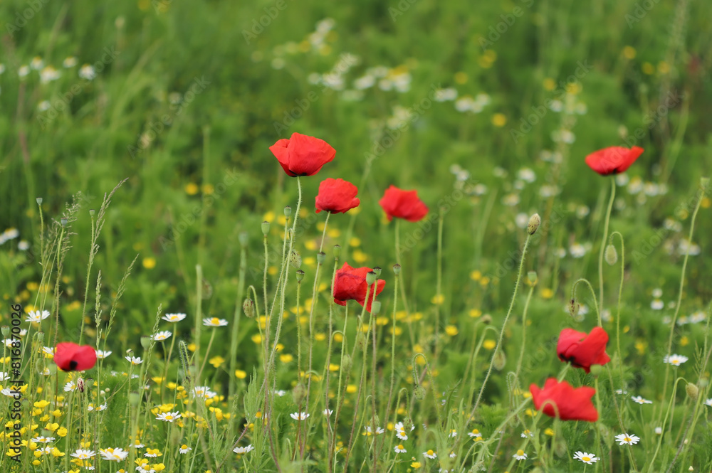 Field of red poppies in spring Field of red poppies in spring