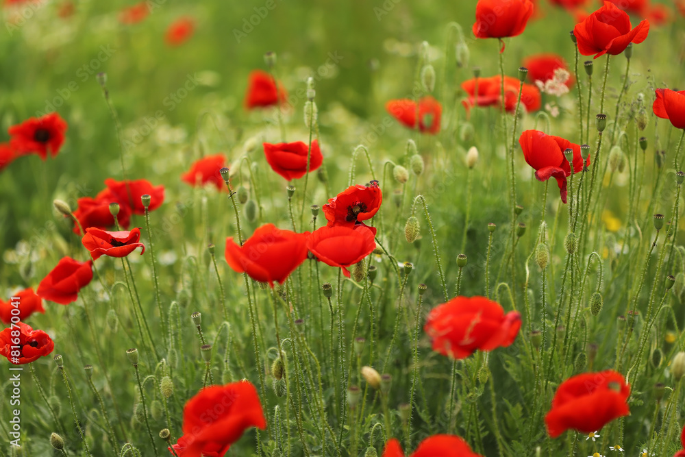Obraz premium Field of red poppies in spring