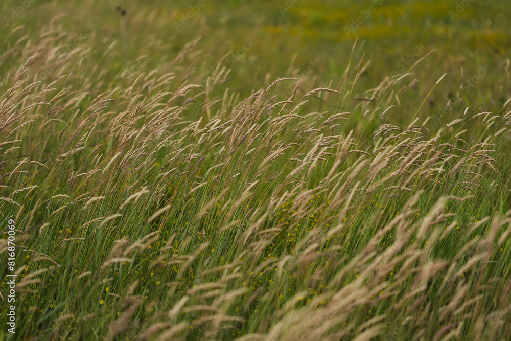 Yorkshire fog grass in the wind Yorkshire fog grass in the wind
