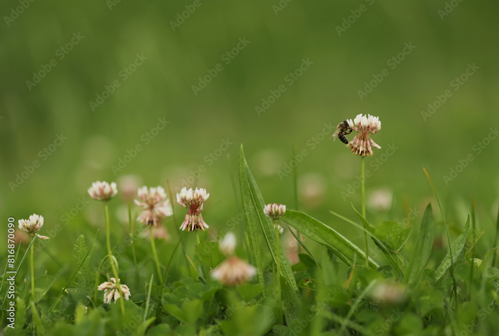 White clover flower in the grass White clover flower in the grass