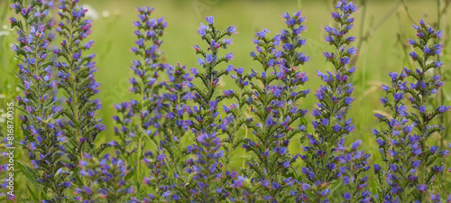 Viper's bugloss plant (Echium vulgare)