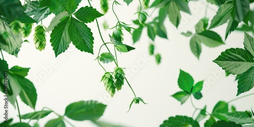 A bunch of green leaves hanging from a ceiling. Ideal for interior design concepts