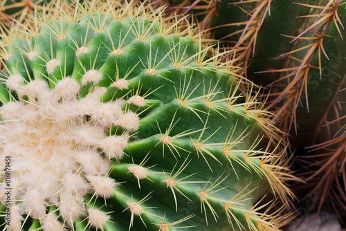 Close-up of spiny fluffy cactus. Top view on golden barrel cactus or Kroenleinia grusonii photo