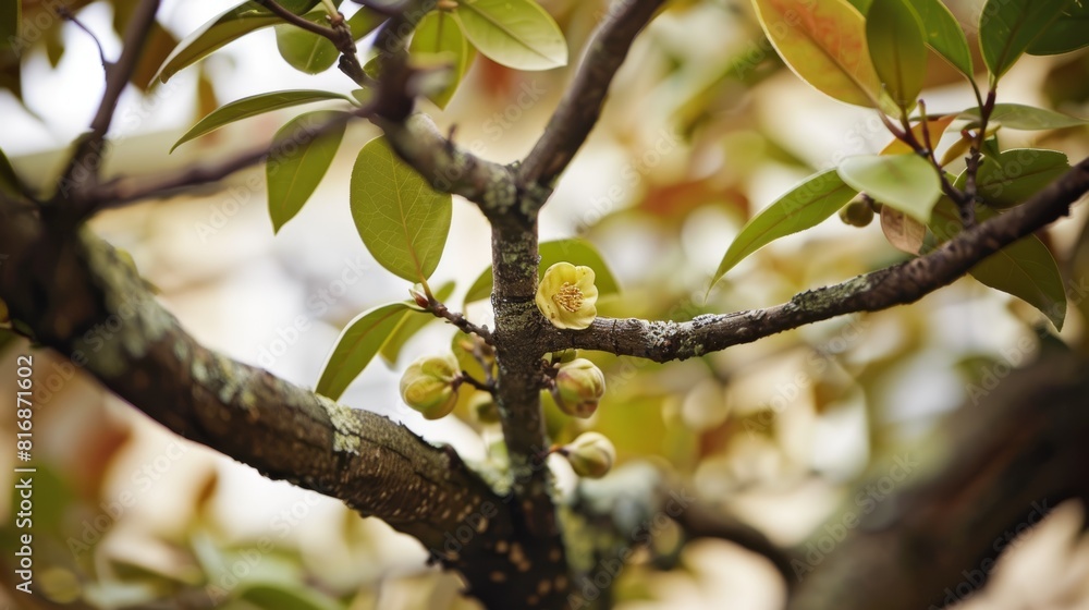 A close-up view of a tree branch with young buds and a small yellow bloom, surrounded by lush green leaves, depicted in natural and ambient light A close-up view of a tree branch with young buds and a small yellow bloom, surrounded by lush green leaves, depicted in natural and ambient light