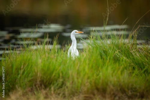 White egret at waters edge