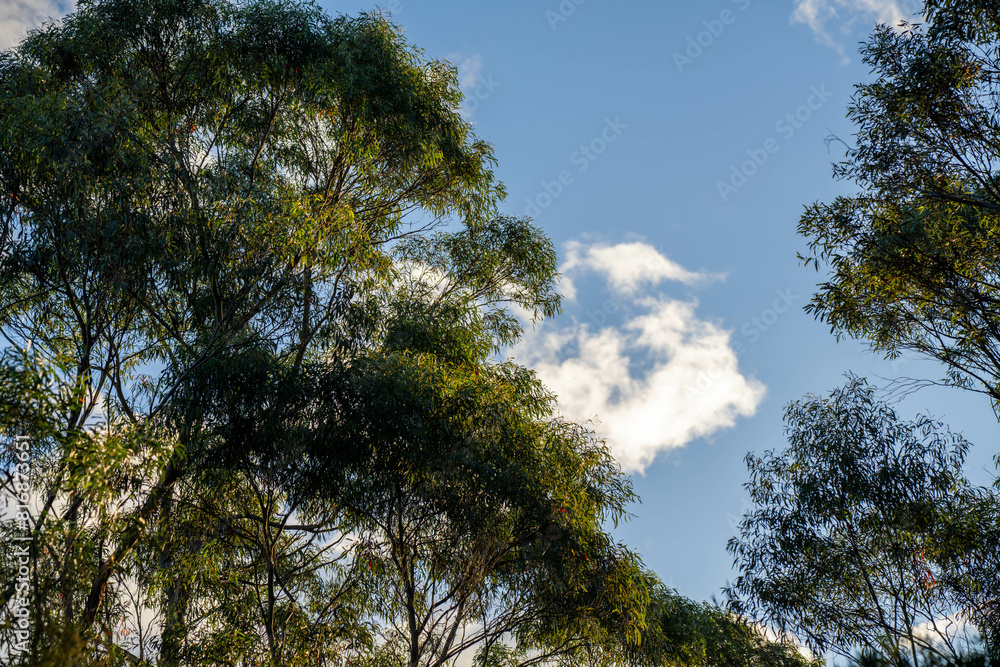 beautiful gum Trees and shrubs in the Australian bush forest. Gumtrees and native plants growing beautiful gum Trees and shrubs in the Australian bush forest. Gumtrees and native plants growing