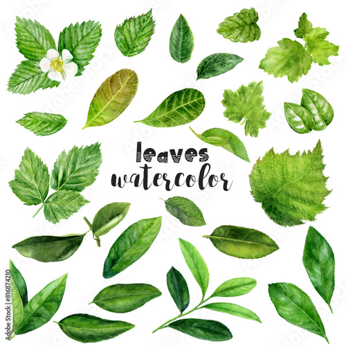 a set of watercolor fruit leaves on a white background © cosmicanna