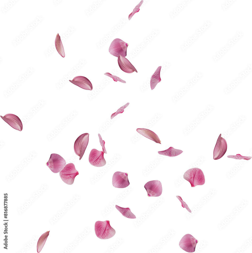 pink orchid flower petals pink orchid flower petals