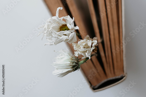 three dried chrysanthemum flowers in an old book
