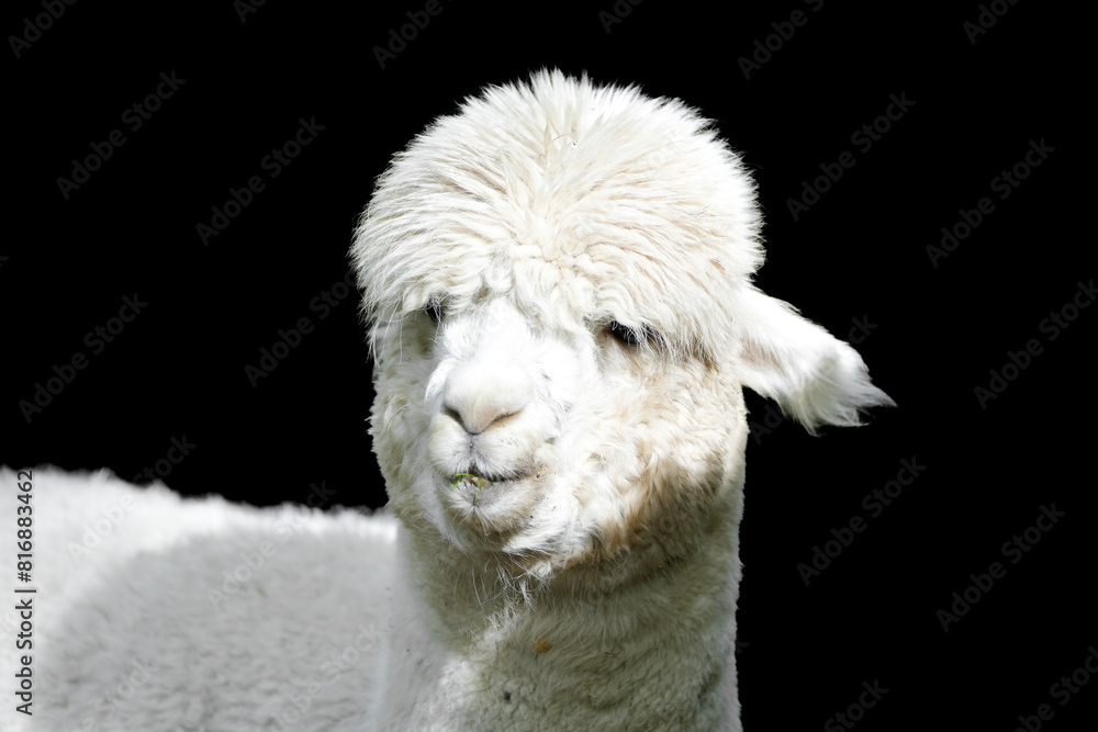Obraz premium Portrait of a white alpaca against a black background. 