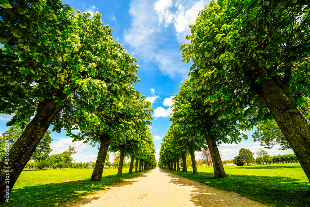 Path through an avenue with green trees and a blue sky.
