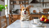 A happy Corgi dog with a smiling expression stands on its hind legs with front paws on the table in a bright, cozy kitchen setting.