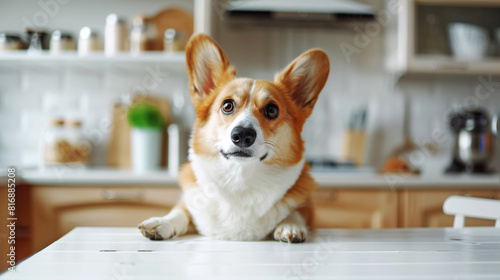 A cute corgi dog with large ears is leaning on a white table in a modern kitchen. The background features shelves with jars and kitchen utensils.