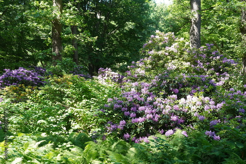 Blühende Rhododendren im Großen Tiergarten in Berlin