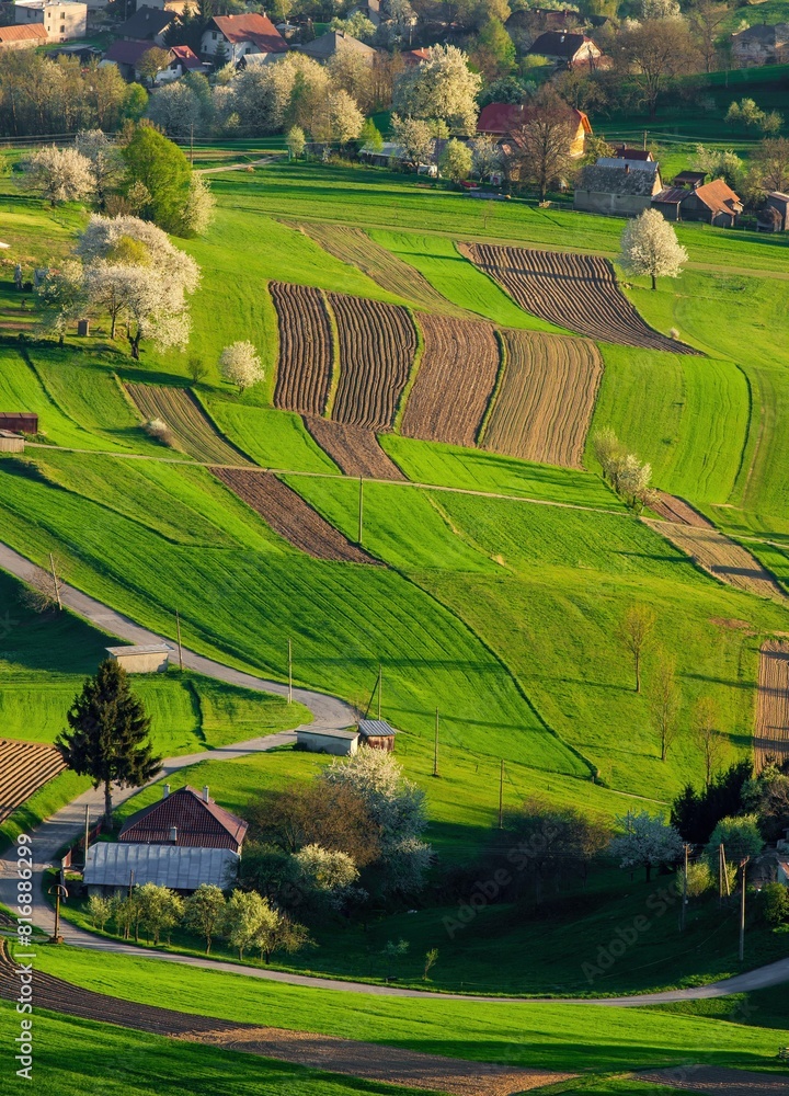Obraz premium Spring landscape with blossom trees on a green meadows. Fresh country in Hrinova, Podpolanie region Slovakia, Europe.