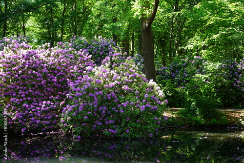 Teilaufnahme des Rhododendronhain im Großen Tiergarten in Berlin zur Blütezeit