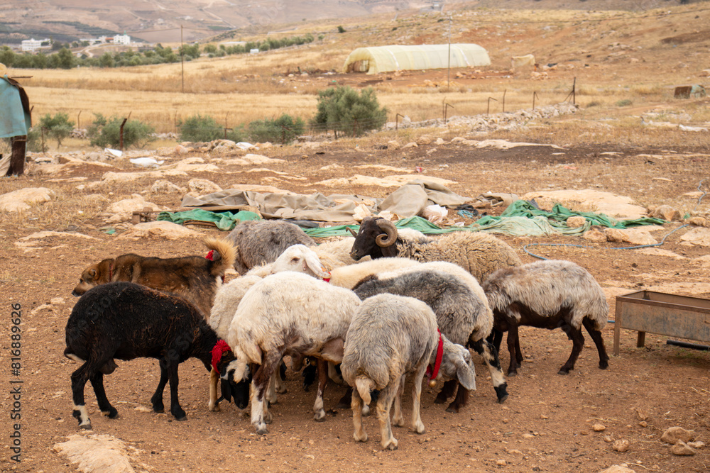 group of sheeps in desert eating from fodder rack group of sheeps in desert eating from fodder rack